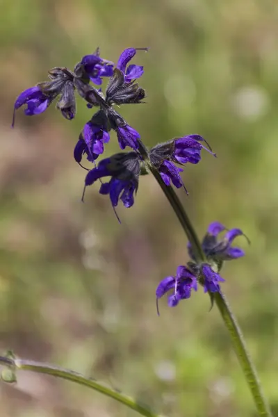 Wildflower i trädgården — Stockfoto