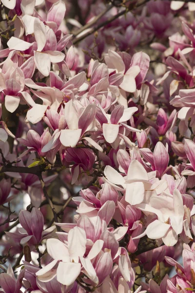 Árvore de magnólia florescente — Fotografia de Stock