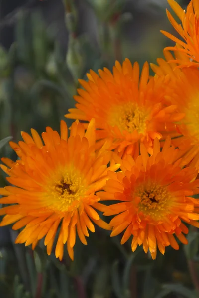 Asterbloem in de tuin — Stockfoto