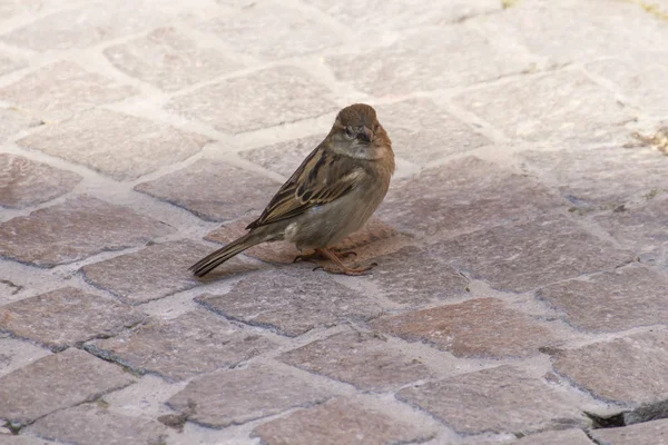 Oiseau sur le rocher sur le lac — Photo