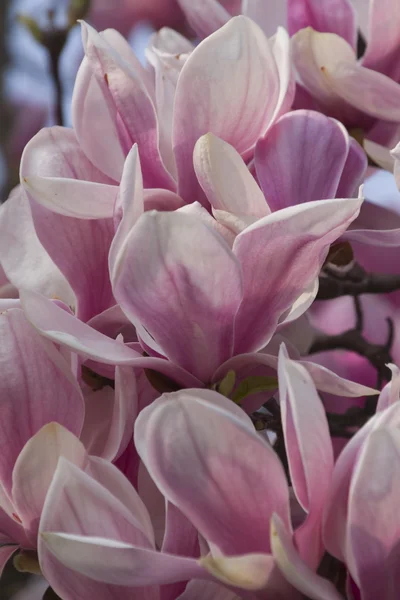 Flores florecientes magnolia en primavera — Foto de Stock