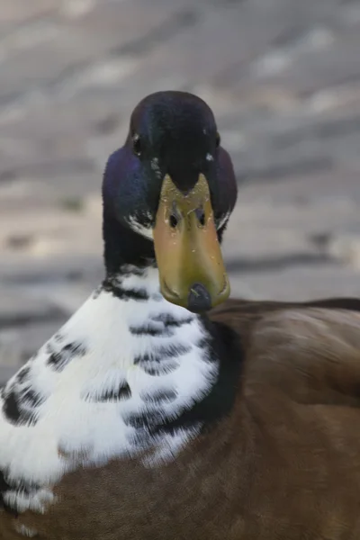 Ducks on beach — Stock Photo, Image