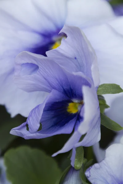 Violett gefärbter Frühling — Stockfoto