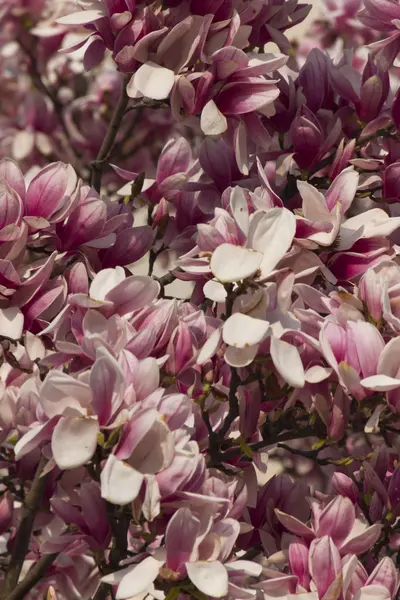Bloeiende Magnoliaboom — Stockfoto