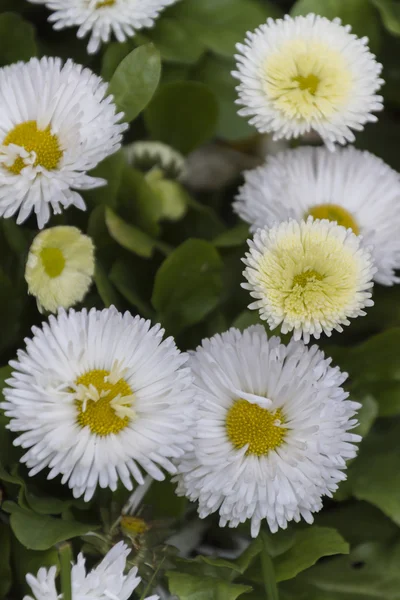 Bellis perennis daisy in the garden — Stock Photo, Image