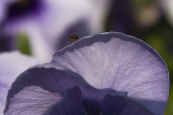 Violeta no jardim — Fotografia de Stock