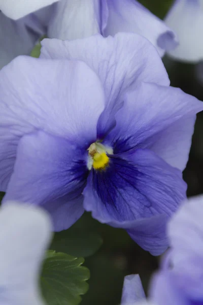 Violet dans le jardin — Photo