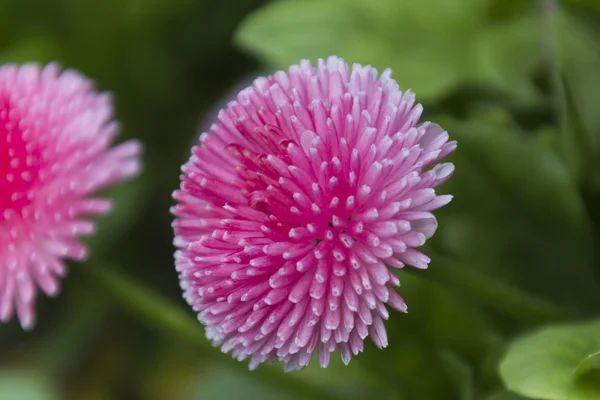 Bellis perennis margarita en el jardín — Foto de Stock