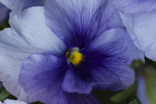 Violeta no jardim — Fotografia de Stock