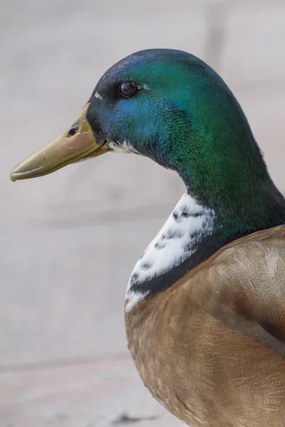 Ducks on beach — Stock Photo, Image