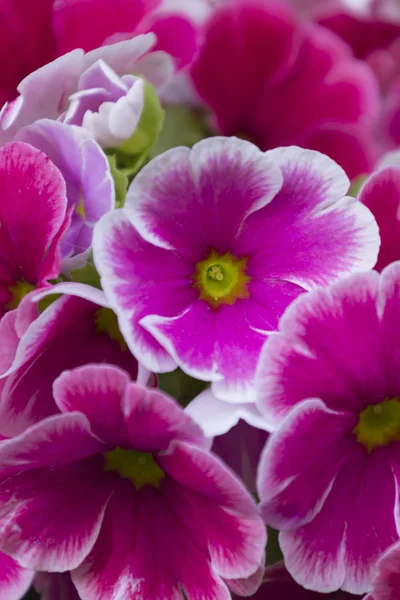 Primula i trädgården — Stockfoto