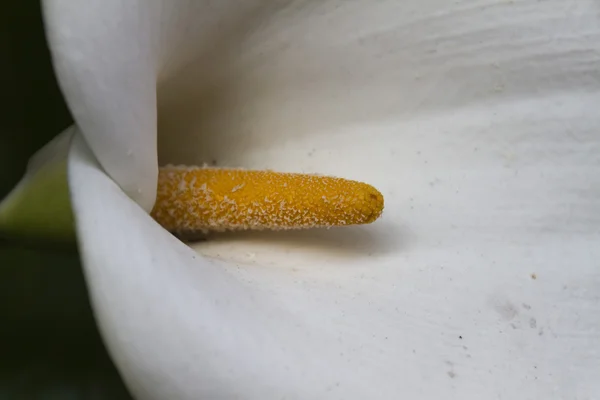 Calla lily w ogrodzie — Zdjęcie stockowe