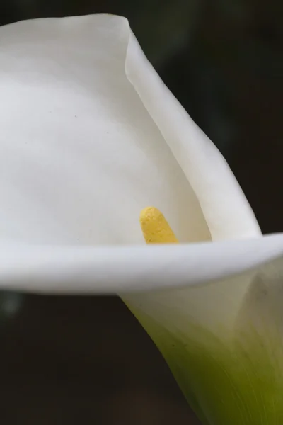 Giglio di Calla in giardino — Foto Stock