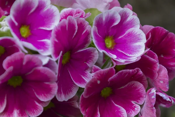 Primel im Garten — Stockfoto