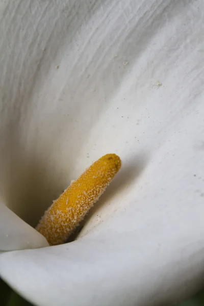 Calla lily w ogrodzie — Zdjęcie stockowe