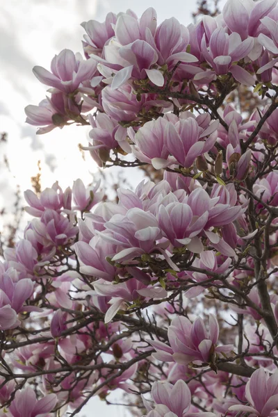 Blühende Magnolienblüten im Frühling — Stockfoto