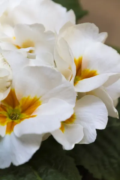 Primrose in de tuin — Stockfoto