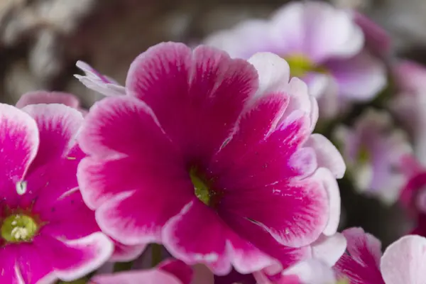 Primrose dans le jardin — Photo