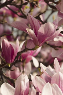 çiçekli Manolya ağacı