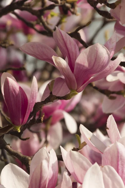 Blühender Magnolienbaum — Stockfoto