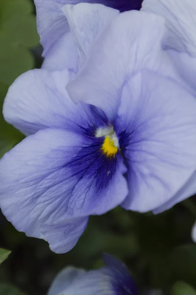 Violet i trädgården — Stockfoto