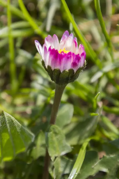 Madeliefje in de weide — Stockfoto