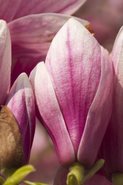 çiçekli Manolya ağacı