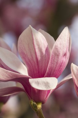 çiçekli Manolya ağacı