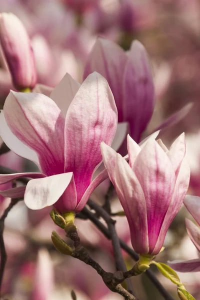 Flowering magnolia tree — Stock Photo, Image