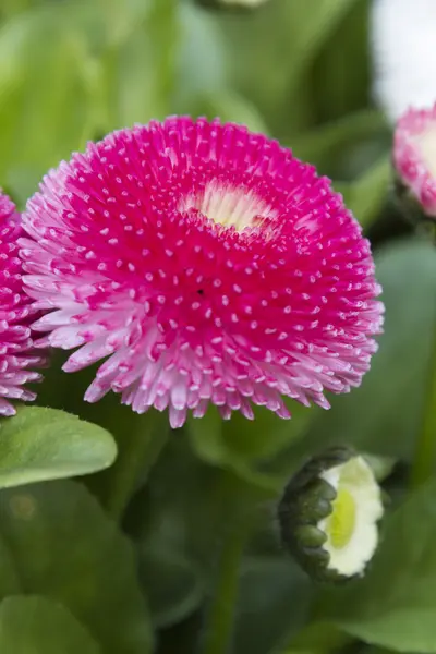 Bellis perennis habanera en el jardín — Foto de Stock