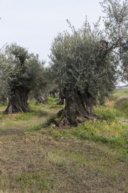 çayırda zeytin ağaçları