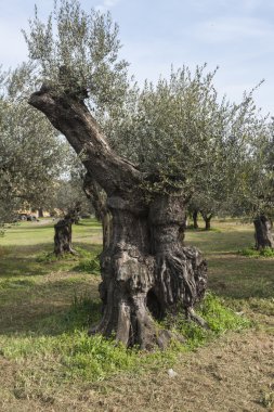çayırda zeytin ağaçları