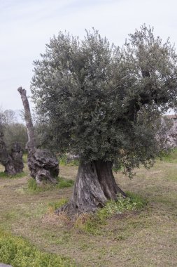 çayırda zeytin ağaçları