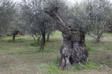 çayırda zeytin ağaçları