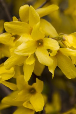 Hor çiçeği Bahçe