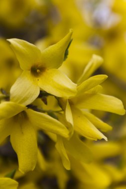 Hor çiçeği Bahçe