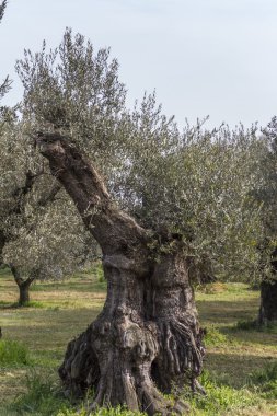 çayırda zeytin ağaçları