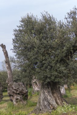 çayırda zeytin ağaçları