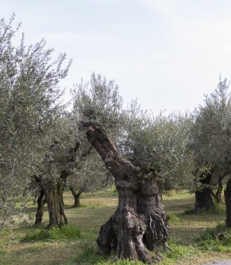 çayırda zeytin ağaçları