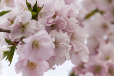 ağaç üzerinde pembe çiçekler