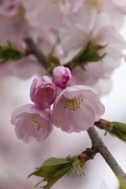 ağaç üzerinde pembe çiçekler