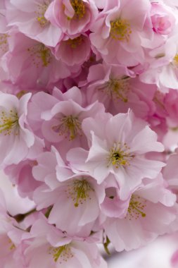 ağaç üzerinde pembe çiçekler