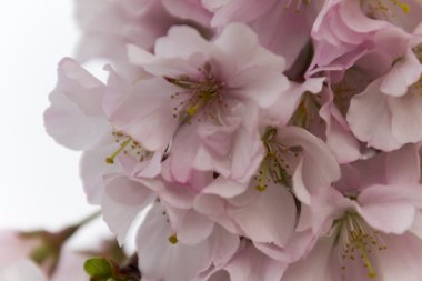 ağaç üzerinde pembe çiçekler