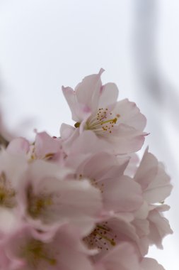 ağaç üzerinde pembe çiçekler