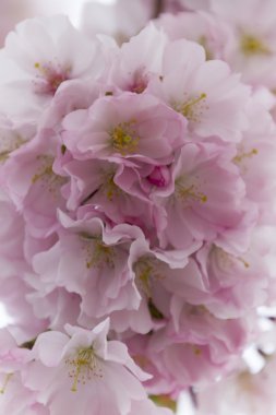 ağaç üzerinde pembe çiçekler