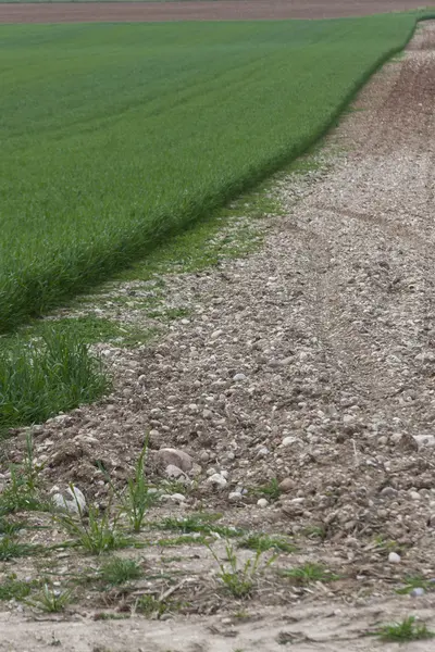 Ontgonnen veld in het voorjaar — Stockfoto