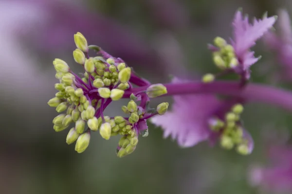 Muguri de flori în grădină — Fotografie, imagine de stoc