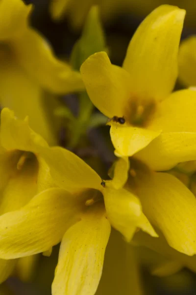 Forsythia en el jardín —  Fotos de Stock