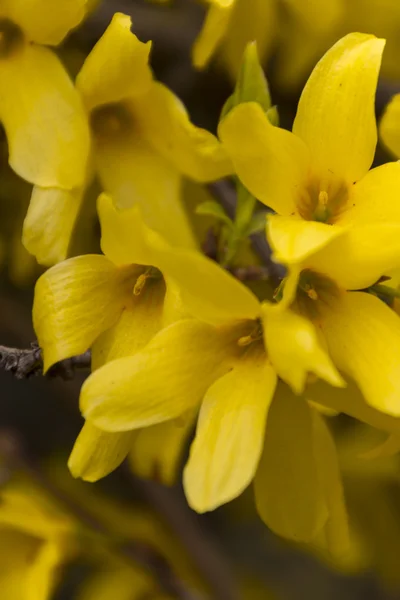 Forsythia en el jardín —  Fotos de Stock