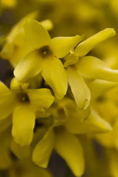 Forsythia en el jardín —  Fotos de Stock